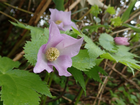 花の焼石岳①（岩手県奥州市）_d0182075_20195257.jpg