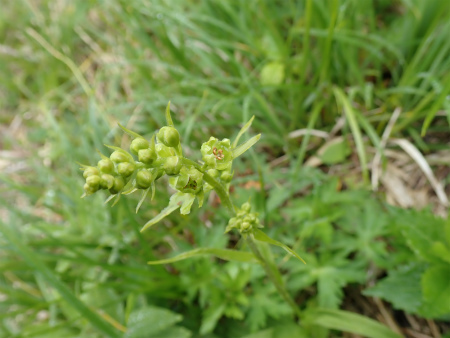 花の焼石岳①（岩手県奥州市）_d0182075_20200397.jpg