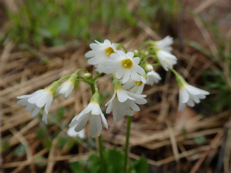 花の焼石岳①（岩手県奥州市）_d0182075_20213486.jpg