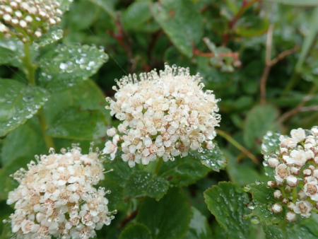 花の焼石岳①（岩手県奥州市）_d0182075_20215274.jpg