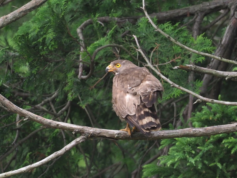 里山でサシバを観察_f0372177_21282761.jpg