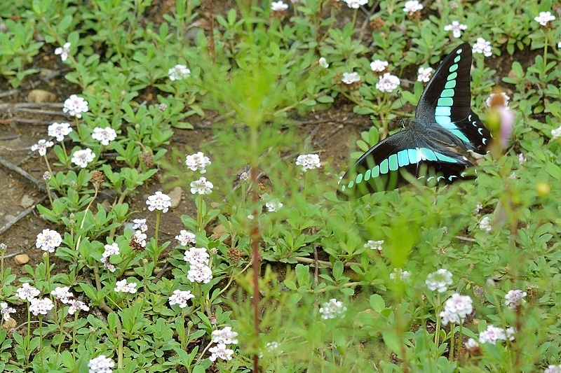 f0031682_07183012.jpg