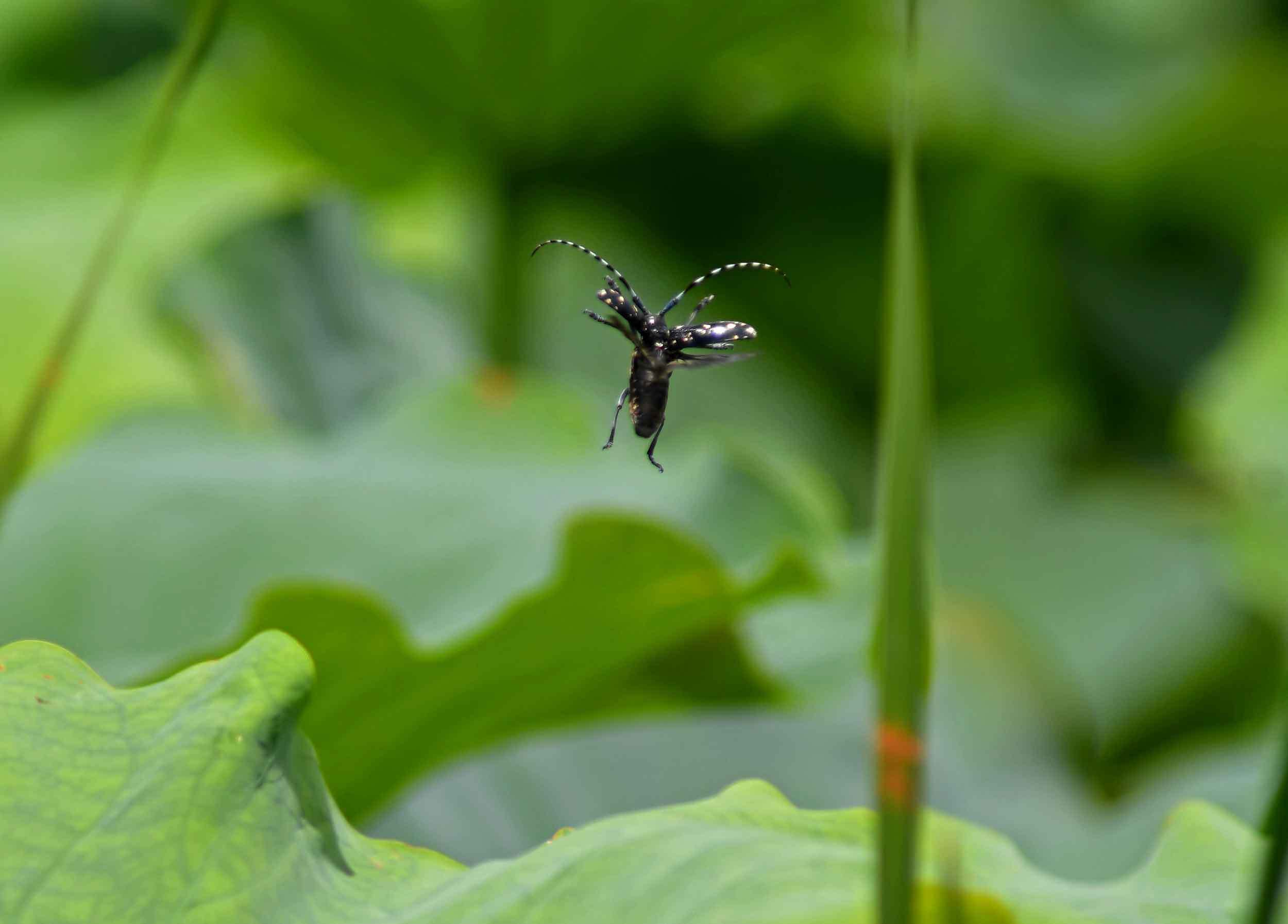 2019年　　7月　　　野鳥_c0176183_18264166.jpg