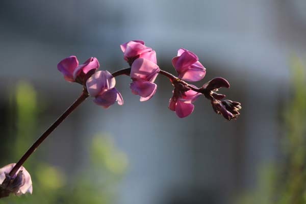 ドリコス ルビームーン のんびり歩こう三重の道