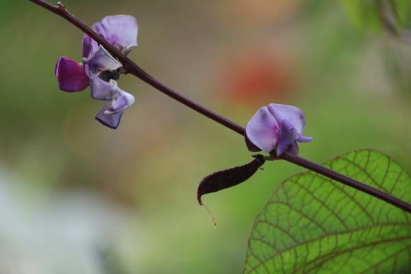 ドリコス ルビームーン のんびり歩こう三重の道