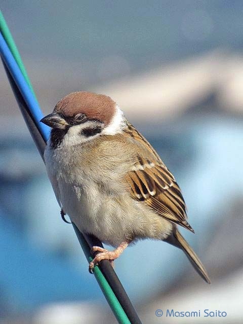 スズメ（雀） : 草花と自然Blog