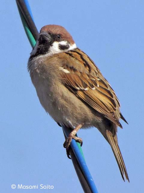 スズメ（雀） : 草花と自然Blog