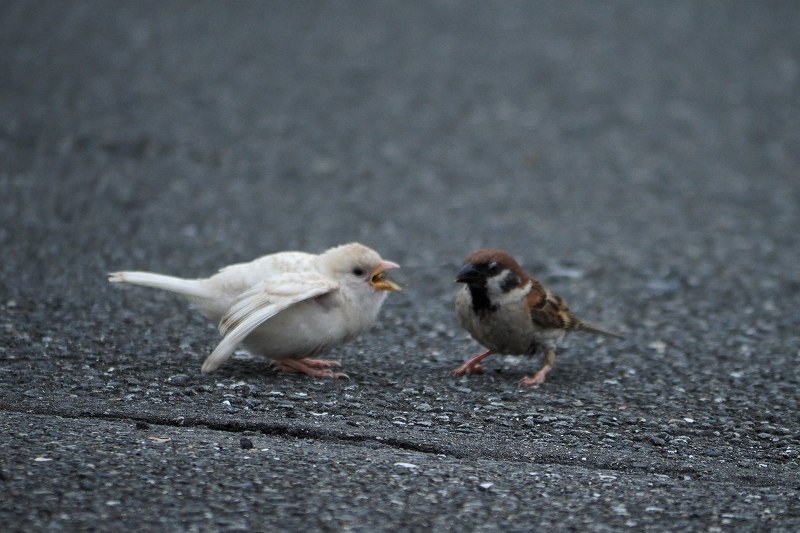 幸運の白いスズメ 陽だまりの道 幸運の白いスズメ 陽だまりの道