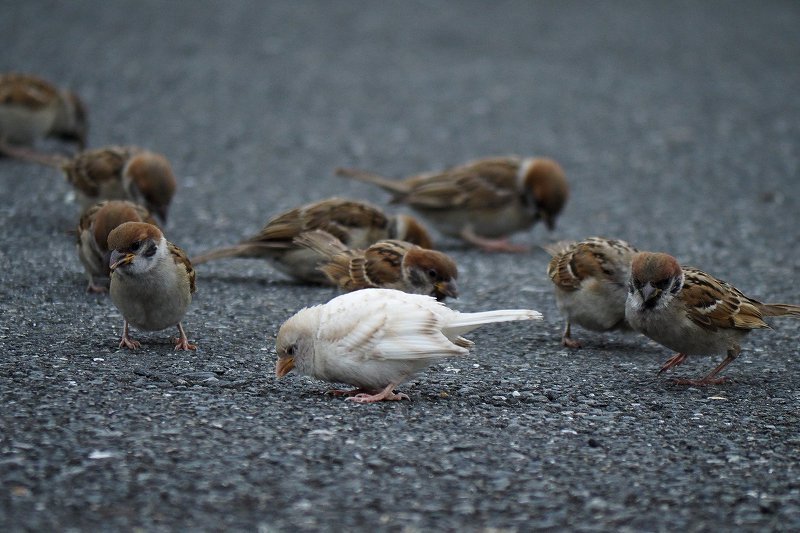 幸運の白いスズメ 陽だまりの道