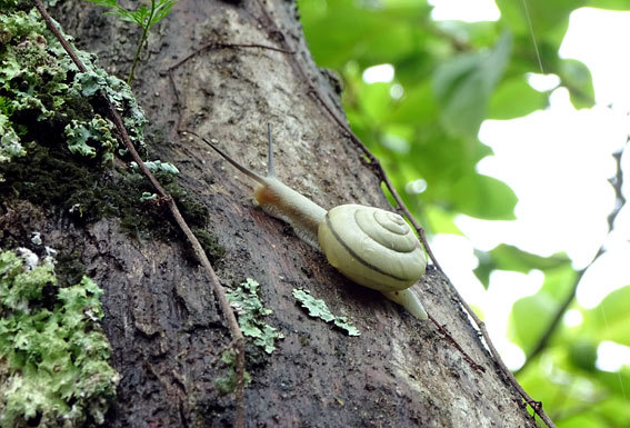 雨が上がるとカタツムリが木に登る_b0145296_08204163.jpg