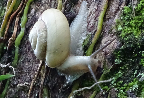 雨が上がるとカタツムリが木に登る_b0145296_08204467.jpg