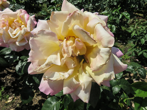 f0346196_10143066.jpg