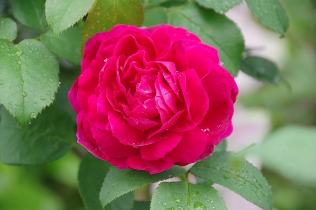 2番花が咲き出したマイガーデンのオセロ_b0356401_21415965.jpg