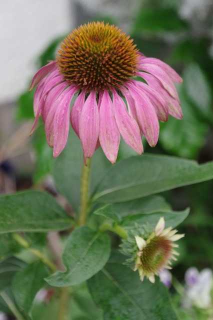 2番花が咲き出したマイガーデンのオセロ_b0356401_21485532.jpg