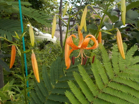 a0203003_21234197.jpg