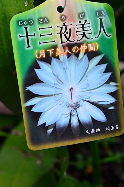 開花株 10年物の大株】月下美人 9/13つぼみ3個