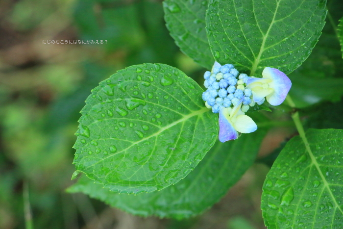 紫陽花　2019/06/28 ⑥_b0191204_09073214.jpg