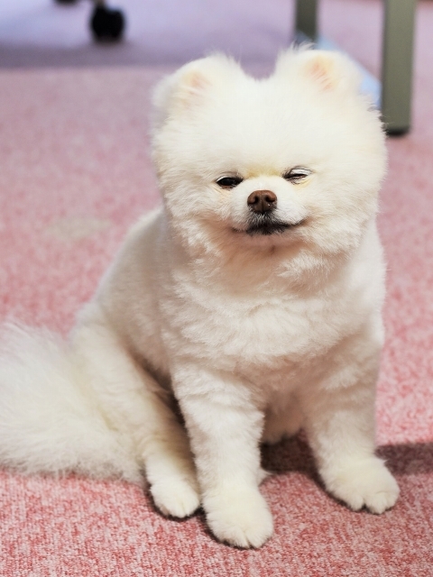 小さくなってしまった_d0360206_00404909.jpg