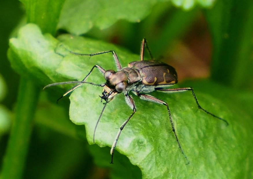 ハンミョウにしては珍しく草葉の陰に潜んでいました : 昆虫 ハンミョウにしては珍しく草葉の陰に潜んでいました : 昆虫