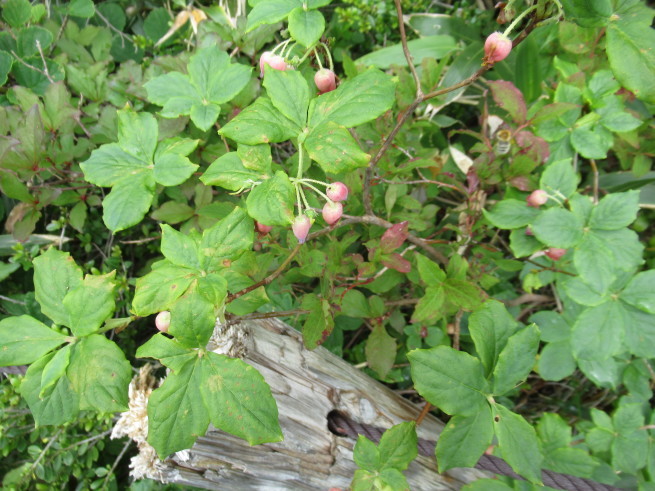 f0297809_20590531.jpg