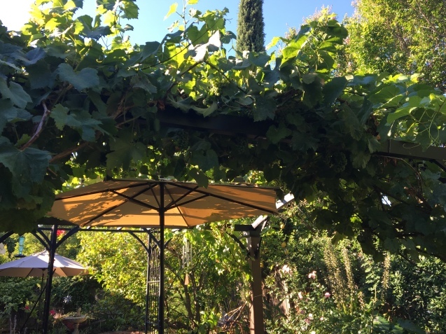 涼しい夏 庭に出る朝 ちょっと田舎暮らしcalifornia 涼しい夏 庭に出る朝 ちょっと田舎暮らしcalifornia