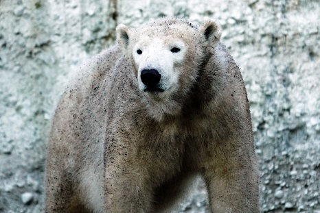 ドイツ・ミュンヘン、ヘラブルン動物園の2歳半のクインターナの近況 ～ 春に母親のジョヴァンナと別居_a0151913_333635.jpg