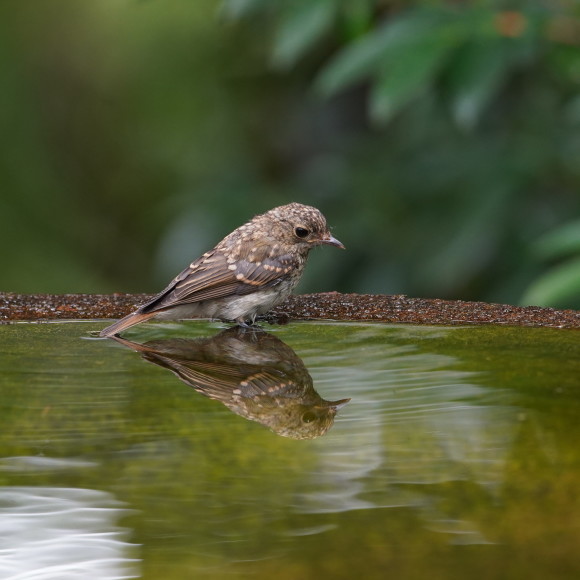 お山の水場のキビタキジュニア　　　ＧＧＹ_d0346713_20242532.jpg