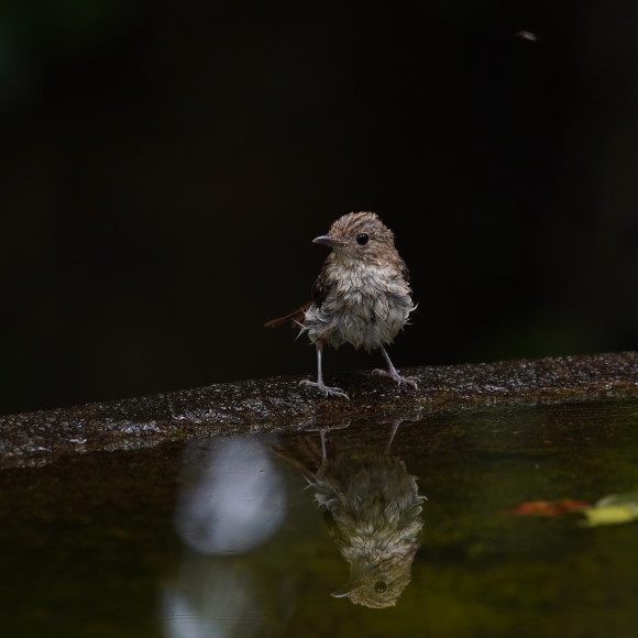 お山の水場のキビタキジュニア　Ⅱ　　　ＧＧＹ_d0346713_20431102.jpg