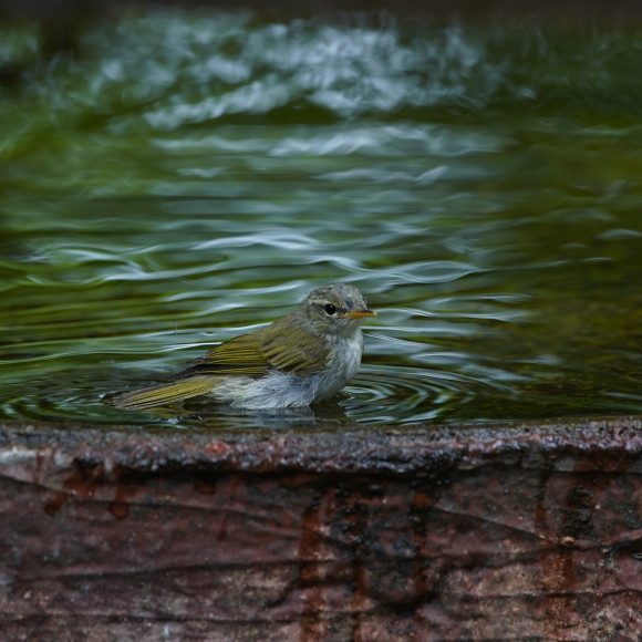 お山の水場のセンダイムシクイ　　　ＧＧＹ_d0346713_21131857.jpg