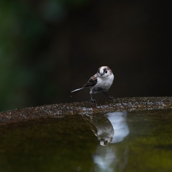 お山の水場のエナガジュニア GGY_d0346713_22155982.jpg