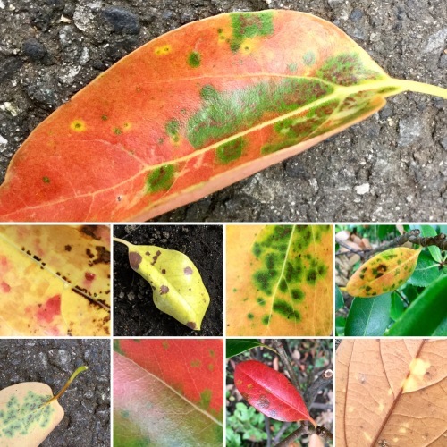 ミドリ日記:夏の落ち葉、夏の紅葉?_c0023016_21594373.jpg