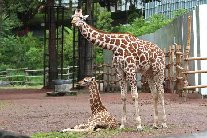 キリンの赤ちゃん アン ユン 多摩動物公園 続々 動物園ありマス