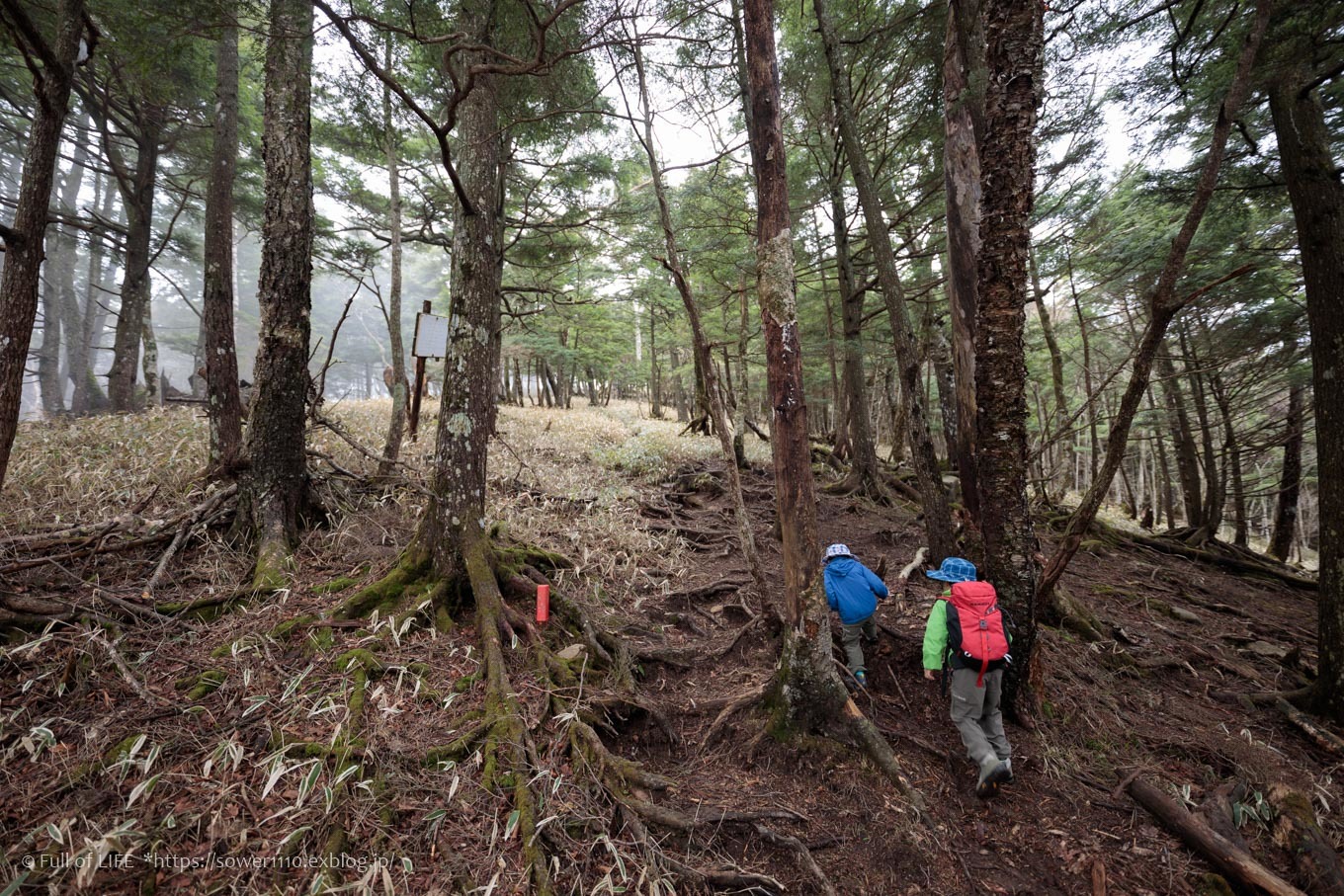 ちびっ子兄弟 霞の山へ「半月山」_c0369219_12394522.jpg
