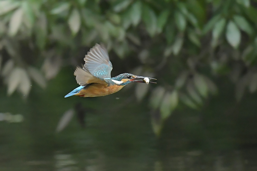 190711 T公園　ホバと水出など_c0278820_18145679.jpg