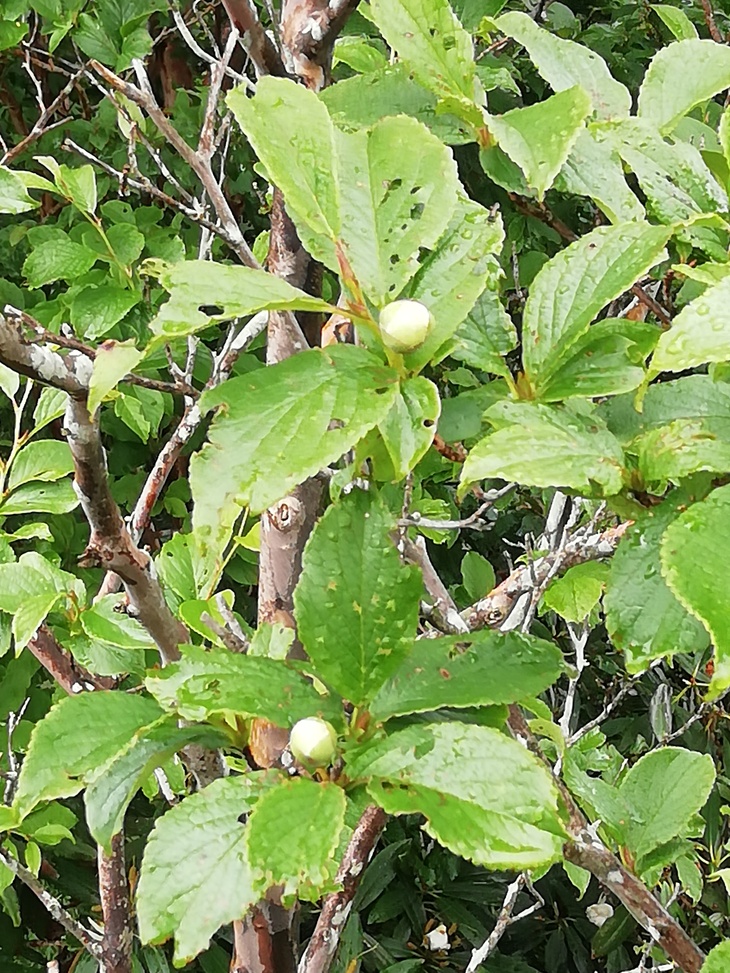 f0193521_20274322.jpg