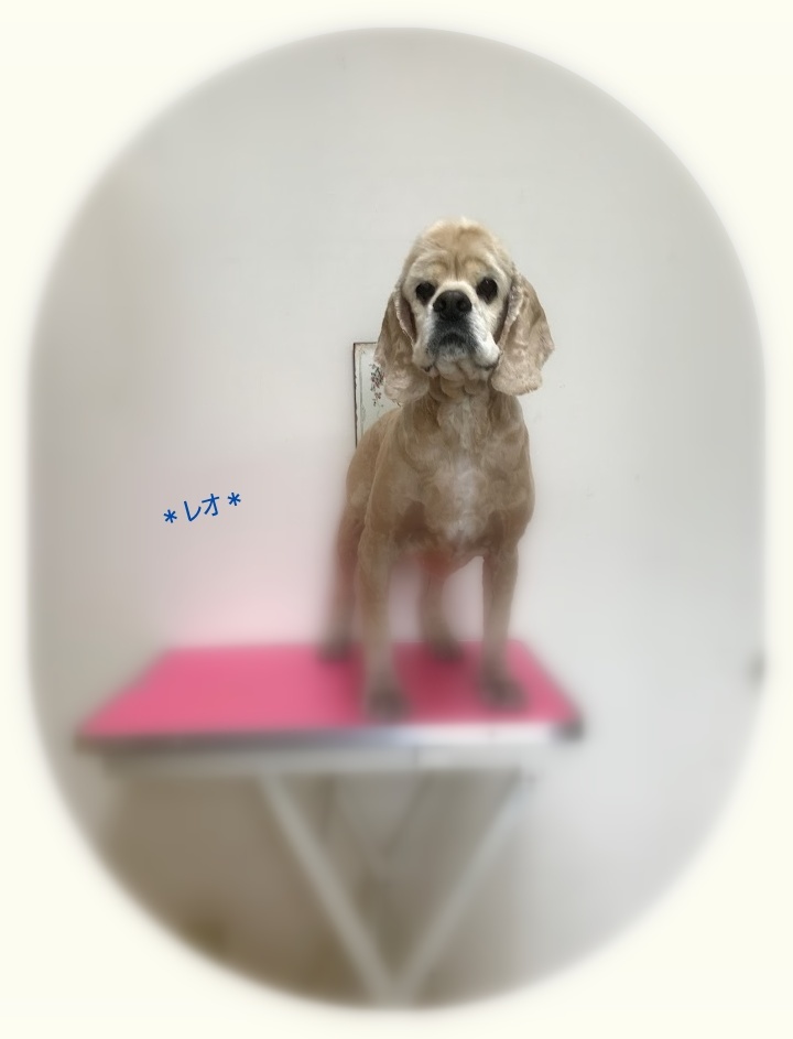 レオくん_a0315823_20332715.jpg
