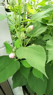 b0080342_10385080.jpg