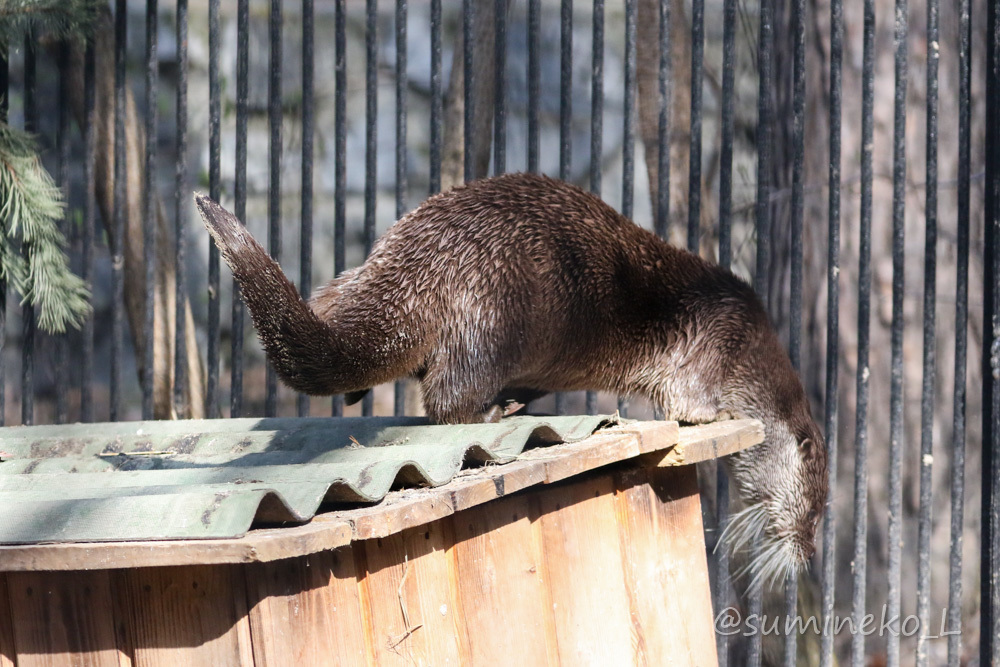 2019/05/03-05 ノボシビルスク動物園１６ ユーラシアカワウソ長屋_b0330044_23010230.jpg