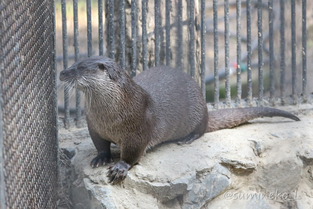 2019/05/03-05 ノボシビルスク動物園１６ ユーラシアカワウソ長屋_b0330044_23091110.jpg