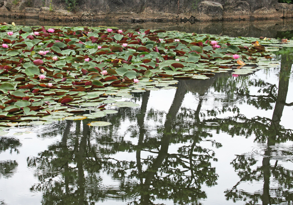 大阪　長居植物園　スイレン_c0108146_21552064.jpg