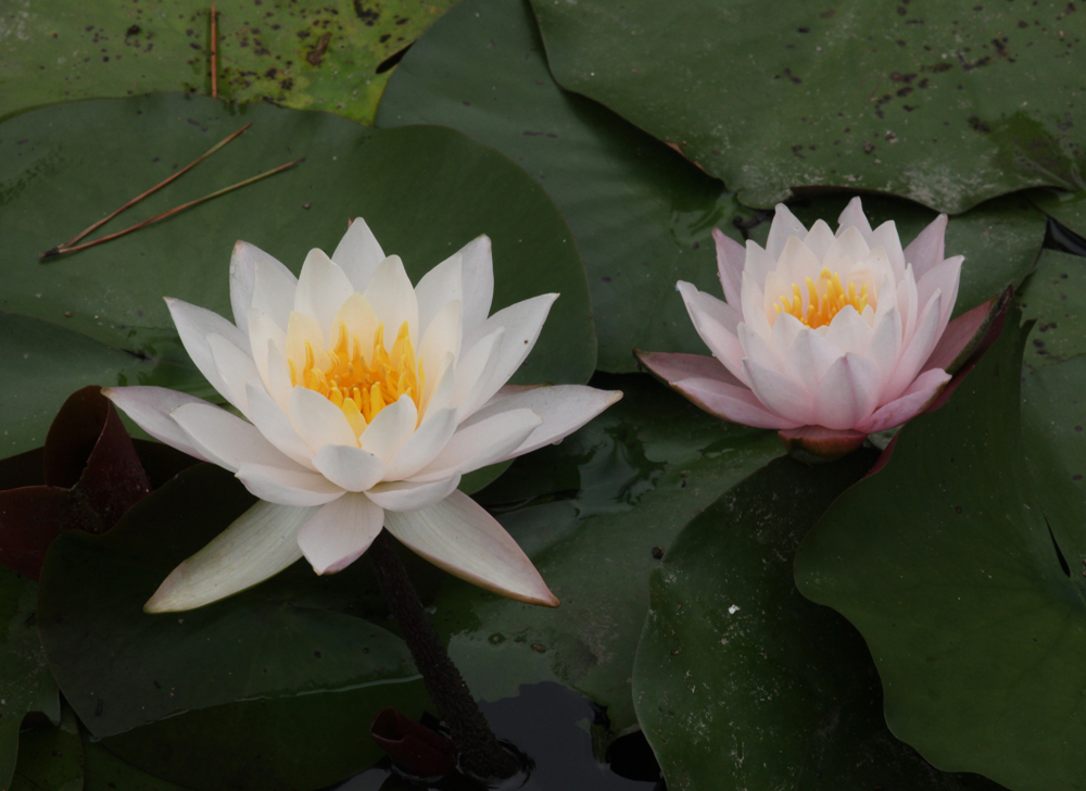 大阪　長居植物園　スイレン_c0108146_21555111.jpg