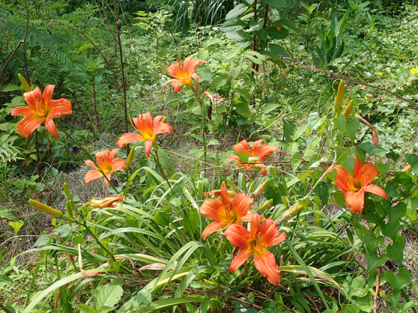 f0214649_05265722.jpg