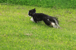c0145250_14571446.gif