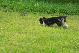 c0145250_14572696.gif
