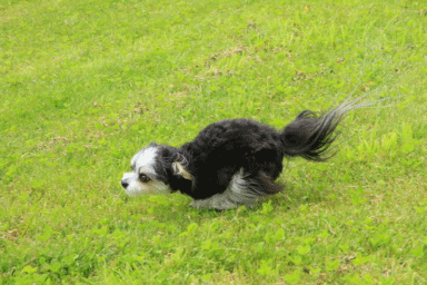 c0145250_14575089.gif