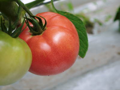 樹上完熟朝採りトマト大好評発売中！トマトらしい本来の美味さです！今期は7月12日発送分まで！_a0254656_19472974.jpg