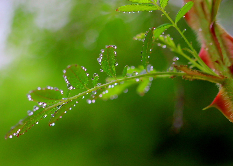 霧雨だった軽井沢_c0305565_18064804.jpg