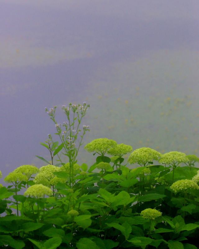 霧雨だった軽井沢_c0305565_18071508.jpg