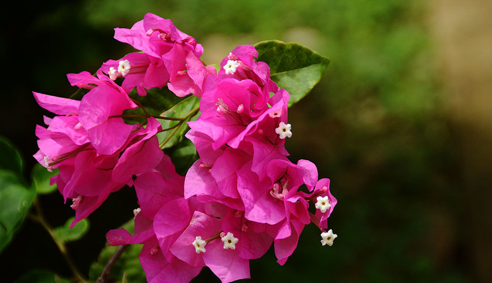 南の島の花 木の気持 南の島の花 木の気持