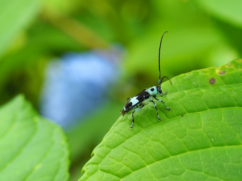 アジサイとラミーカミキリとオオカマキリの幼虫　Byヒナ_c0343075_20185636.jpg